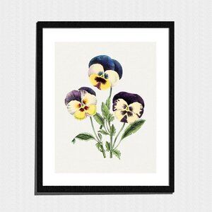 Art Print, Violet Pansy Flowers Botanical Sketch